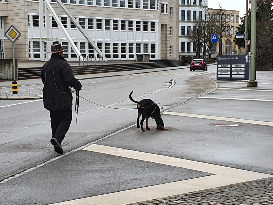 Hund bei der Fährtenarbeit