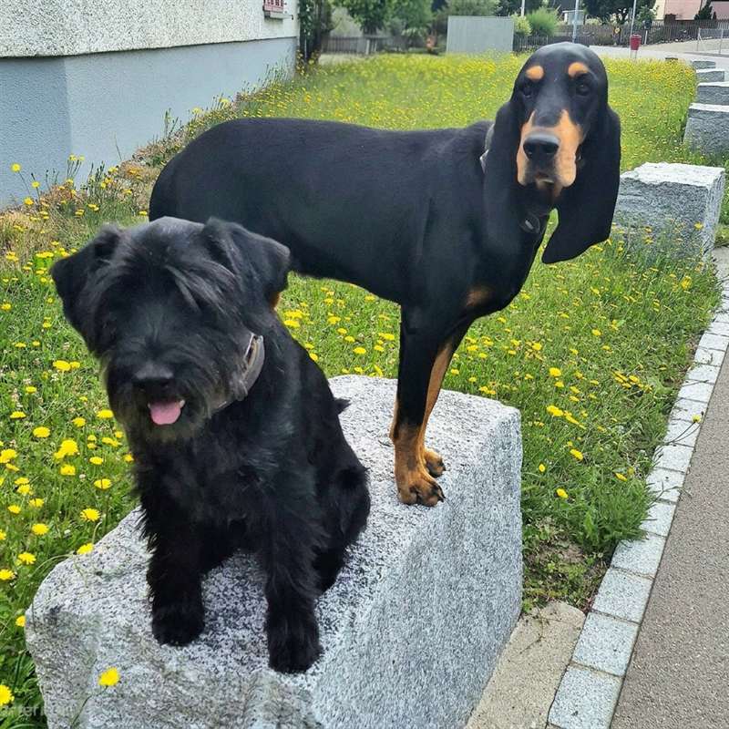 Hunde ohne Leine beim Mantrailing